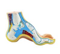 Modèle anatomique du pied, humain, normal plat arqué, muscles, ligaments, crâne et cheville, squelette médical et ligaments de cheville