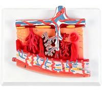 Modèle anatomique du placenta ; Anatomie de la membrane fœtale humaine ; Modèle de formation en obstétrique, gynécologie et obstétrique A