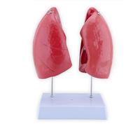 Modèle Anatomique du poumon Humain 1:1 Modèle Anatomique du système respiratoire Grandeur Nature avec 4 Parties détachables et Anatomie précise for Apprendre et Comprendre