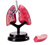 Modèle anatomique du poumon humain - Système respiratoire détachable - Modèle anatomique for l'enseignement médical