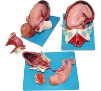 Modèle anatomique du processus d'accouchement, modèle humain de démonstration d'accouchement du bassin féminin enceinte, modèles de fœtus amovibles à terme, for l'éducation et la formation