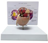 Modèle anatomique du rein de chat, modèle de rein animal, modèle d'étude du rein de chat, outil pédagogique de structure pathologique for l'enseignement vétérinaire et l'exposition scientifique