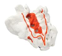 Modèle Anatomique du Sacrum Humain Grandeur Nature avec caudale - Modèle Anatomique des os dispersés - pour Les étudiants en médecine, Les études et Les démonstrations pédagog,Flesh-Life Size