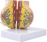 Modèle anatomique du sein féminin pendant l'allaitement, modèle anatomique du sein humain pendant l'allaitement/lactation avec indicateur numérique