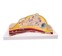 Modèle Anatomique du Sein Modèle Anatomique d'organe Humain Modèle de Sein féminin Modèle Anatomique pathologique médical Coupe transversale du Sein Modèle Anatomique Étude Enseignement Modèle(A)