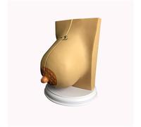 Modèle Anatomique du Sein Modèle Anatomique d'organe Humain Modèle de Sein féminin Modèle Anatomique pathologique médical Coupe transversale du Sein Modèle Anatomique Étude Enseignement Modèle(B)