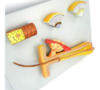 Modèle Anatomique du Squelette, Follicule Pileux - Modèle Pédagogique D'Anatomie Capillaire Agrandi 700X - Modèle Pédagogique en PVC Compatible avec Les Modèles D'Enseignement