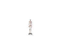 VEVOR Modèle anatomique Squelette humain 182 cm – marquage des muscles, PVC, support inox stable