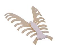 Modèle anatomique du squelette humain, aide à l'enseignement Sternum, squelette pour l'enseignement des sciences, modèle de sternum humain, modèle squelette humain pour anatomie, modèle pédagogique