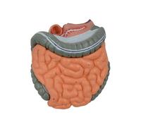 Modèle anatomique du système digestif avec pièces amovibles | Modèle d ' anatomie du gros intestin et du caecum pour la recherche médicale et les études hospitalières