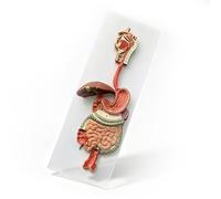 Modèle anatomique du système digestif humain, Pièces Modèle d'Anatomie Humaine,tube digestif section gastrique Nasopharynx Grand petit intestin estomac Anorectologie Enseignement
