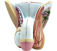 Modèle anatomique du système génital masculin, 4 parties détachables, modèle des muscles pelviens masculins, for démonstration éducative médicale.