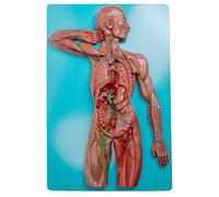 Modèle anatomique du système immunitaire et lymphatique humain - Rein en PVC avec glande surrénale à des fins pédagogiques médicales