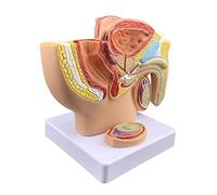 Modèle anatomique du système reproducteur masculin humain, modèle anatomique du bassin masculin, modèle anatomique du système génital masculin, modèle du bassin masculin, bassin masculin avec modèle d