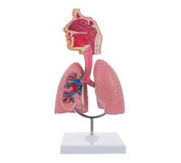 Modèle Anatomique du Système Respiratoire Humain pour l'enseignement, Modèle D'anatomie Pulmonaire pour L'éducation en Physiologie et La Formation Médicale