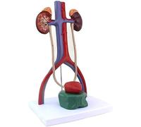 Modèle anatomique du système urinaire masculin (1 pièce) - Modèle détaillé d'organe humain for l'enseignement des soins de santé et l'urologie