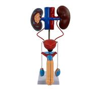 Modèle Anatomique du Système Urinaire Masculin, Support Pédagogique De Biologie, Modèle Amovible en PVC du Rein, De La Vessie Et des Uretères, avec Structures Et Base À Code Couleur, pour Létude