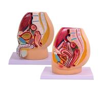 Modèle anatomique du système urogénital grandeur nature pour le bassin masculin et féminin Modèle anatomique de la reproduction détaillé pour la recherche en éducation scientifique(2pcs)