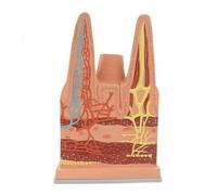 Modèle anatomique du torse humain avec villosités détaillées de l'intestin grêle ; organe du système digestif à taille réelle for l'étude de la biologie Humain Amovible des