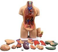 Modèle anatomique du torse humain de 55 cm - Modèle de musculature de luxe avec 23 pièces amovibles à usage pédagogique