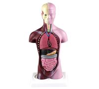 Modèle anatomique du torse viscéral de 28 cm - amovible for l'enseignement et la formation médicale