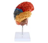 Modèle anatomique du tronc cérébral humain à l'échelle 1:1, aide pédagogique médicale professionnelle, adaptée à l'enseignement scolaire et à l'utilisation en laboratoire.