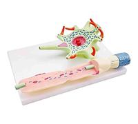 Modèle anatomique d'un neurone, échelle 2 500x, 40 x 25 x 14 cm, PVC, destiné à l'étude de l'anatomie humaine et du corps humain