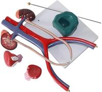 Modèle Anatomique D'uretère De Vessie Rénale for L'éducation En Anatomie | Modèle anatomique parfait for l'enseignement des systèmes urinaire et reproducteur.