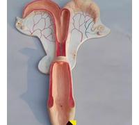 Modèle anatomique d'utérus de jument - Système reproducteur animal détaillé à des fins pédagogiques(Horse)