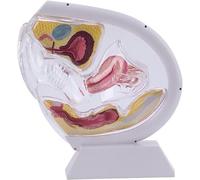 Modèle Anatomique d'utérus féminin Transparent, modèle d'utérus, modèle d'enseignement du Bassin et du Rectum, pour l'enseignement et la Formation médicale(White)