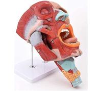 Modèle Anatomique en PVC, cavité nasale, buccale et pharyngée, Muscles du Visage et de la tête, spécimens médicaux, stomatologie, OTO-Rhino-laryngologie, for Bureaux et salles de Classe