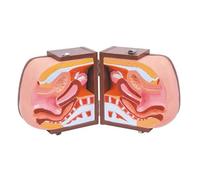 Modèle anatomique féminin de démonstration contraceptive, modèle d'anatomie humaine montrant vessie, vagin, utérus, structures pelviennes