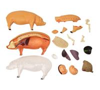 Modèle anatomique - Figure porcine éducative, affichage scientifique détachable, pour l'apprentissage de la biologie vétérinaire de la structure 'organe du porc, outil de pratique de