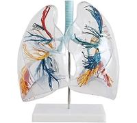 Modèle anatomique for salles de classe, modèle d'anatomie for l'éducation scientifique du segment pulmonaire, modèle d'organe interne humain, modèle anatomique transparent du segment pulmonaire