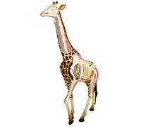 Modèle Anatomique Girafe, modèle Anatomique Animal détachable, modèle Scientifique à 27 Organes, modèle Animal par, éducation, Recherche, Exposition, modèle Squelette