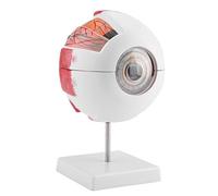 Modèle Anatomique Globe Oculaire Humain 6X Grossissement avec Détaillée | Maquette Œil Détachable avec Structure Interne Détaillée pour Étude Médecine,Enseignement Biologie Lycée et Université