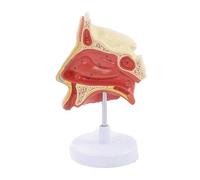 Modèle anatomique grandeur nature de la cavité nasale et de la gorge avec étiquettes numérotées, 15,5 cm, modèle anatomique médical for l'étude ORL Humain Amovible des