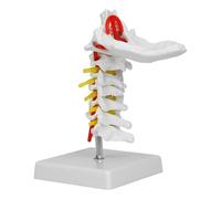 Modèle Anatomique Grandeur Nature de la Colonne vertébrale cervicale et des nerfs rachidiens avec Support Modèle de Colonne vertébrale cervicale for l'enseignement médical des Patients