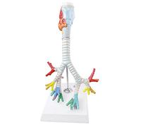 Modèle Anatomique Grandeur Nature Du Larynx, De La Trachée Et Des Bronches, Représentant Le Système Respiratoire Humain En Trois Parties Avec Une Texture Transparente