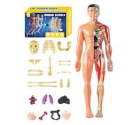 Modèle Anatomique Humain 3D - Modèle de Squelette Humain Jouet Éducatif | Kit Assemblage Anatomique pour Enseignants Élèves Garçons École