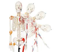 Modèle anatomique humain complet avec points de départ et d'arrivée neuromusculaires, avec bandes et colonne vertébrale flexible, grandeur nature 70"(170cm) avec pince roulante et système nerveux