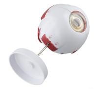 Modèle anatomique humain en forme de globe oculaire avec structure oculaire grossissante pour l'éducation scientifique | Aide pédagogique amovible en PVC pour l'ophtalmologie | Étudiant (3x)