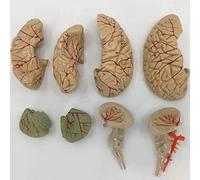 Modèle Anatomique Humain Modèle d'anatomie du Cerveau Humain Structure du cervelet du Tronc cérébral pour l'aide à l'ens