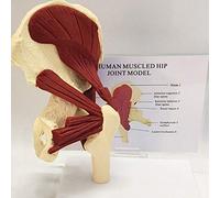Modèle Anatomique Humain Modèle d'articulation de la Hanche musclé Humain Bassin avec Muscles pelviens Modèle de Muscle