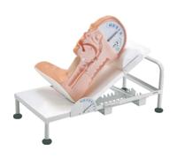 Modèle Anatomique Humain pour la Déglutition | Simulateur d'Anatomie du Corps Humain avec Étude des Mécanismes et Gestes d'Urgence