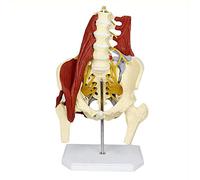 Modèle anatomique humain pour le dos lombaire, modèle anatomie pour adultes taille réelle modèle pelvic hernia disque lombaire, 52 * 20 * 30cm
