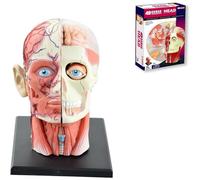Modèle anatomique, Kit de modèle d'anatomie de la tête humaine 4D, squelette du crâne, muscles, nerfs, tissus cérébraux, 14 pièces