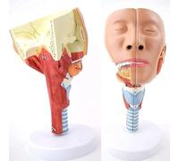 Modèle anatomique laryngé du muscle pharyngé humain, modèle d'enseignement de la structure de la langue du nez de la bouche, 2 parties détachables, for la recherche médicale