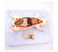 Modèle anatomique, Le modèle de structure anatomique des organes souris - L'observation l'apparence et l'anatomie interne