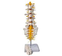 Modèle anatomique lombaire, partie lombo-sacrée avec sacrum et nerfs spinaux. Texte pédagogique for l'affichage en éducation médicale. Moules pédagogiques